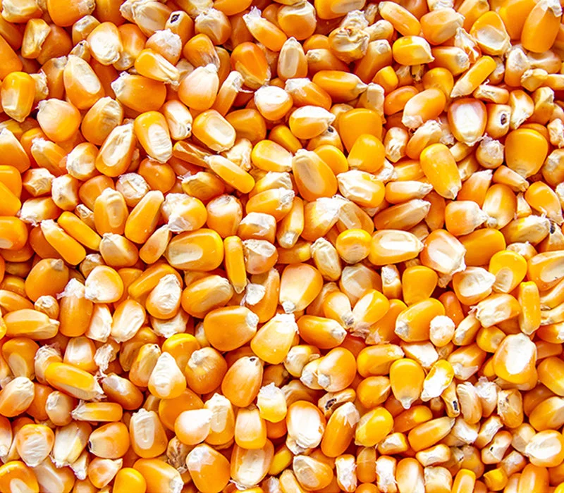 Yellow Corn